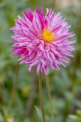 Obraz premium Dahlie (Dahlia)