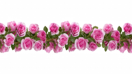 Symmetrical arrangement of vibrant pink roses with lush green leaves on transparent background