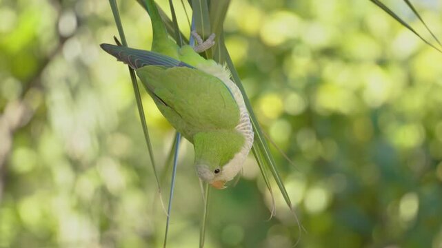 A green parrot Monk parakeet in close-up gracefully descends while holding onto palm leaves with its claws. Valencia, Spain.