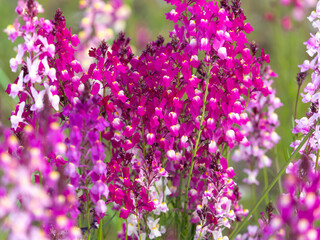 花壇に咲いた姫金魚草