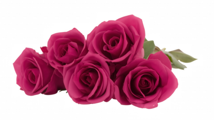 Close-up of vibrant pink roses with delicate petals on transparent background