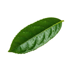 Obraz premium Vibrant green leaf glistening with fresh water droplets, perfect for natural beauty and wellness themes.