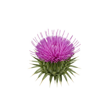 Fototapeta Vibrant purple thistle bloom with sharp green spiky leaves, perfect for botanical or health themes