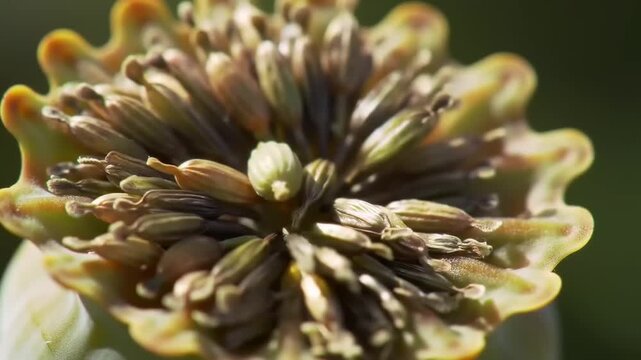 Poppy seed pod close up