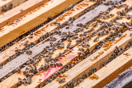 Honey bees on hive frames for honey production.
