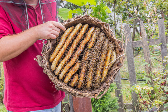 Bee keeper with honey bees in a traditional woven commercial hive.
