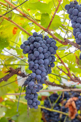 Ripe purple grapes growing on the vine.