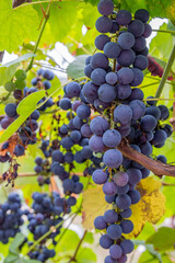 Ripe purple grapes growing on the vine.