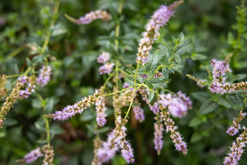 Pink and purple wildflowers in rural North Macedonia.