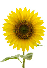 Fototapeta premium Yellow Flower - Daisy, Sunflower