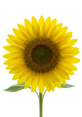 Obraz premium Yellow Flower - Daisy, Sunflower
