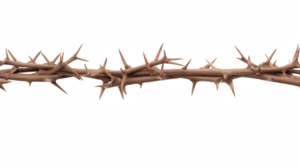 Close-up of a crown of thorns with intricate branches and sharp radiating thorns on transparent background