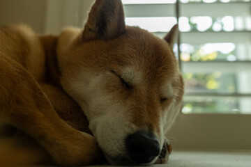 shiba inu sleeping in front of window