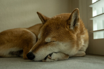 shiba inu sleeping