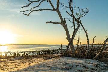Bare Tree on Sandy Beach at Sunset - Coastal landscape with a leafless tree standing on sandy shoreline during golden hour. Warm sunset light reflects on the ocean, creating a peaceful presence