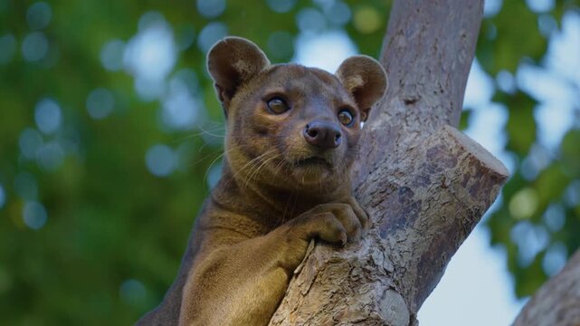Close-up of a fossa, exotic wild animal from Madagascar, perched on a tree branch in natural environment