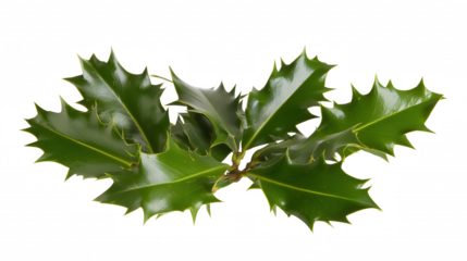 Cluster of holly leaves with serrated edges on transparent background