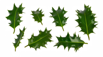 Close-up of holly leaves with sharp spiky edges and rich green tones on transparent background