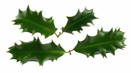 Close-up of holly leaves with spiky edges on transparent background