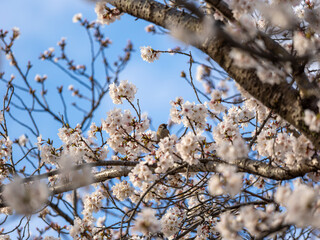 満開の桜に止まるスズメ