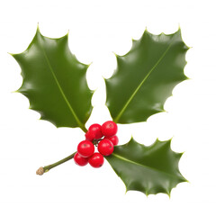 Close-up of holly branch with glossy green leaves and bright red berries on transparent background
