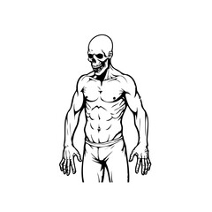 Anatomical delineation of muscular skeletal system depicting athletic skeleton figure starkly