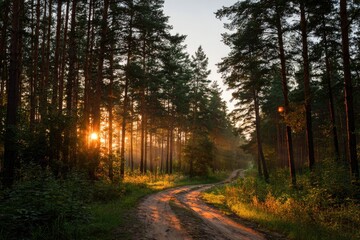 Golden sunlight streams through a pine forest, illuminating a winding dirt road