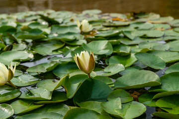 enchantment and serenity: the lotus flower in all its splendor, a symbol of purity and resilience that emerges from the waters, as in buddha's meditation, representing the beauty of nature. web news
