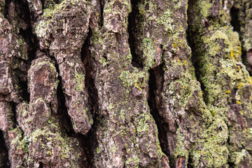 Lichens on the bark of a tree.