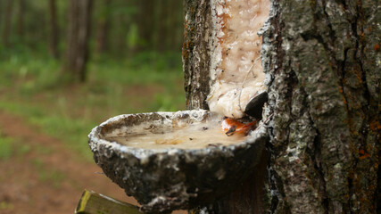 Natural Resin Collection from Pine Tree Trunk