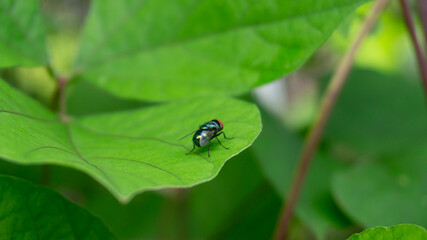 Metallic Green Fly Perched on a Lush Green Leaf