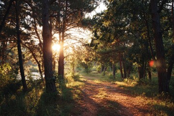 Naklejka premium Sunlight streams through a tranquil forest path