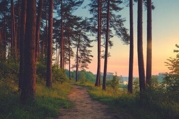 Rustic path through pine forest at sunrise