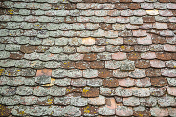 Lichens growing on old ceramic clay roof tiles.