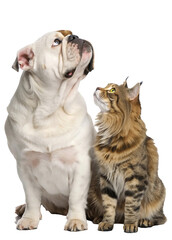 Obraz premium Charming Bulldog and Majestic Maine Coon Cat Gazing Upwards in Perfect Harmony Isolated on Black Background High Resolution Photography