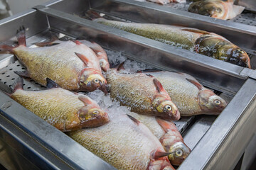 Fresh tilapia fish for sale at a market in Novi Sad.