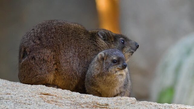 The Rock hyrax or Cape hyrax close-up view with baby.