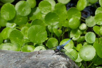 ウォーターコインが群生する水辺の石にシオカラトンボ