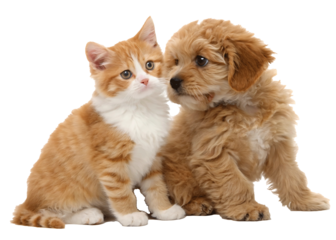 Adorable Ginger Kitten and Golden Doodle Puppy Sitting Together Best Friends Forever Representing Friendship and Companionship Cute Pets Isolated on Transparent Background