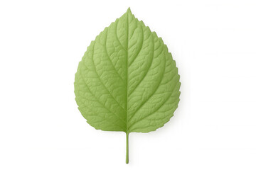 Fototapeta premium Realistic green leaf with visible veins, isolated on transparent background, ideal for nature-themed projects