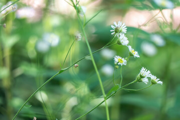 野原に咲くヒメジョオン