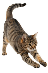 Adorable Brown Tabby Cat Stretching with Upward Tail on Transparent Background Perfect for Pet Related Designs and Animal Themed Projects Featuring Domesticated Felines