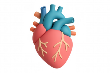 Realistic anatomical model of human heart, showcasing arteries and veins, isolated on transparent background