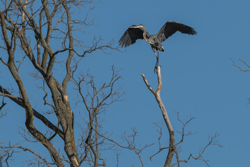 Great blue heron perches on top of a bare tree, its wings spread.