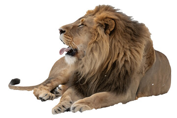 Obraz premium Majestic lion yawning with mouth open showcasing tongue and powerful mane the king of beasts resting and relaxing after a long day in the wild