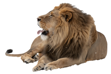 Majestic lion yawning with mouth open showcasing tongue and powerful mane the king of beasts resting and relaxing after a long day in the wild