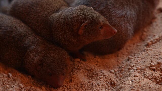 A group of several Common Dwarf Mongooses lying on the sand, close-up.