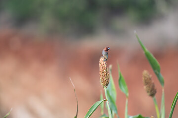 A small scaly breasted Munia feeding on millet grains in its natural habit. Its brown head and distinctive scaly feather patterns on the chest, clings to millet cluster with soft blurred background.