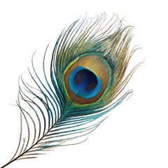 Obraz premium Peacock Feather on Transparent Background