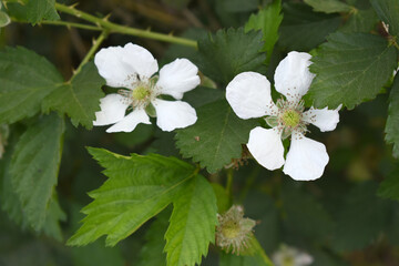 Blackberry flowers blooming in the garden, Beautiful in spring bloom garden. Blackberry bush with white flowers, Blossoming blackberry bush and bee, sunny spring day, Chakwal, Punjab, Pakistan
